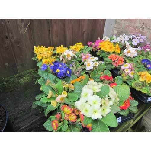 3088 - 15 mixed Primula