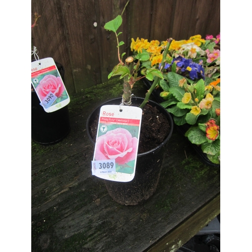 3089 - A patio Rose 