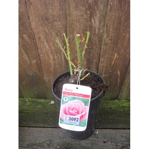 3092 - A patio Rose 