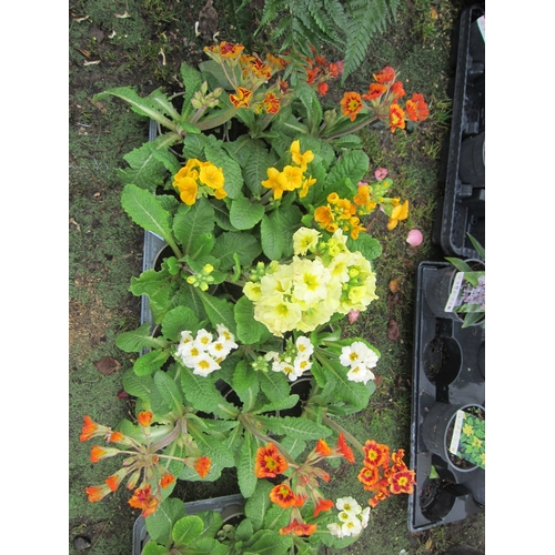 3286 - 15 Polyanthus