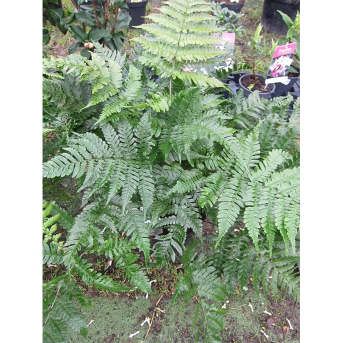 3287 - A Dryopteris Fern