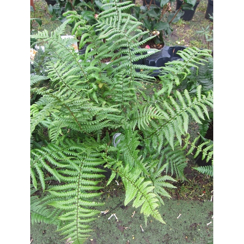 3288 - A Dryopteris Fern