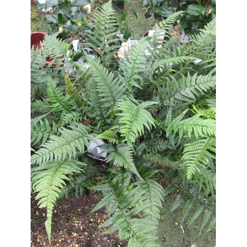 3289 - A Polystichum Fern