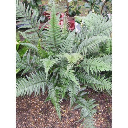 3290 - A Polystichum Fern