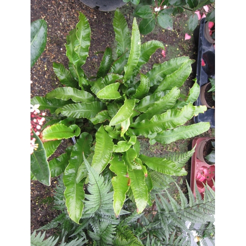 3291 - An Asplenium Fern