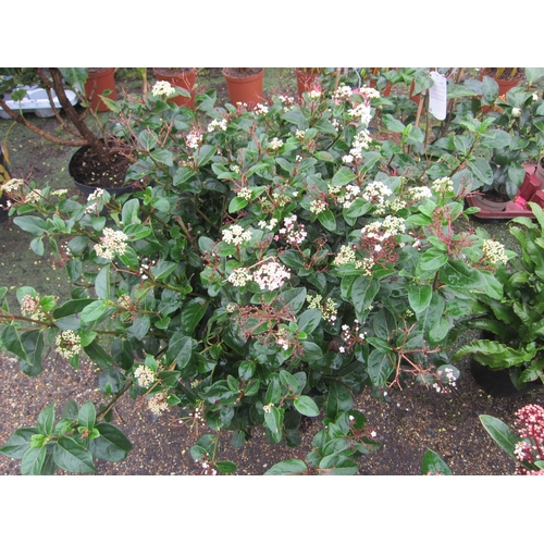 3292 - A large Viburnum 