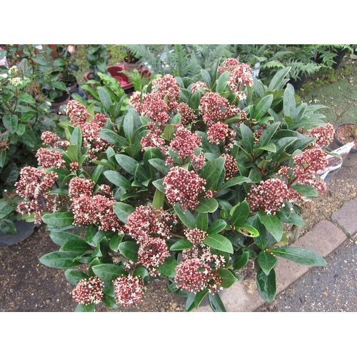 3293 - A large Skimmia 