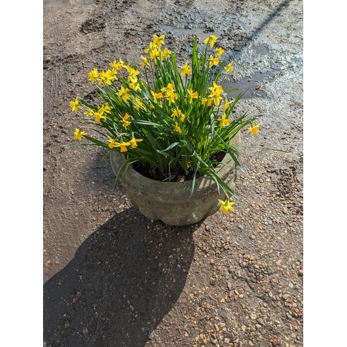 3357A - A composition urn planted with daffodils