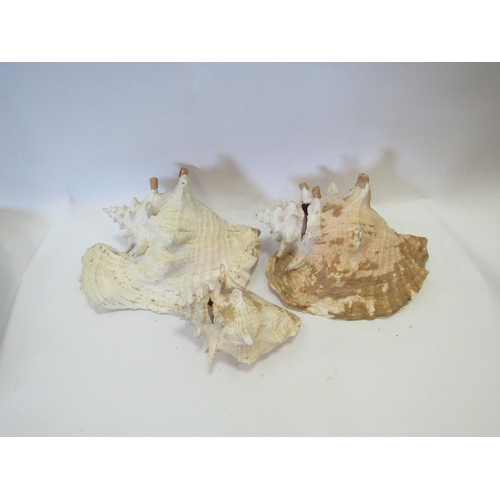 1258 - Three large conch shells   (E) £10-20