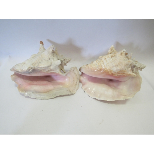 1258 - Three large conch shells   (E) £10-20