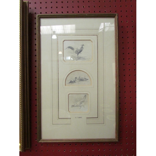 4081 - George Thomas Rope (British 1846-1924): Three sketches of chickens/ducks, framed and glazed as one, ... 