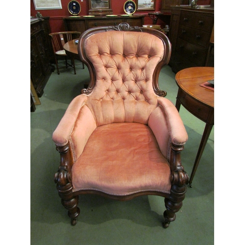 4204 - A Circa 1850 carved mahogany button back rest salmon pink upholstery library armchair, the scroll ca... 