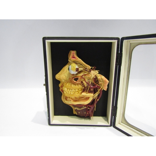 4255 - A vintage dentistry anatomical model, side profile of head, thought to be German, housed within an e... 