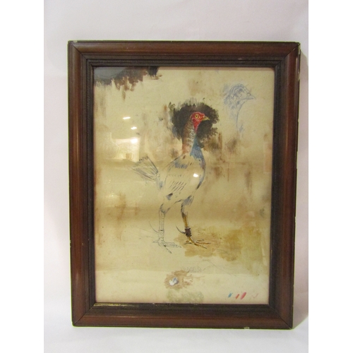 4330 - An unfinished gouache on board of game cock, framed and glazed, 49cm x 37cm