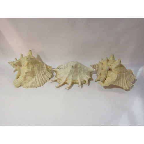 4337 - Three large conch shells