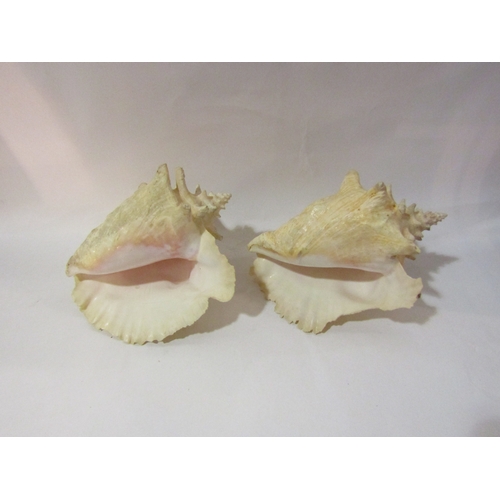 4337 - Three large conch shells