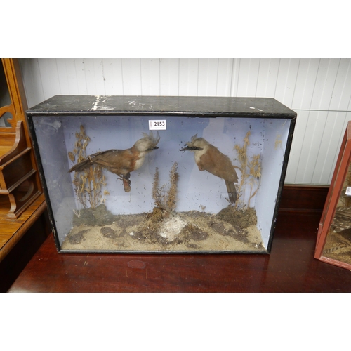 2153 - A Victorian taxidermy of two laughing thrushes   (R) £40