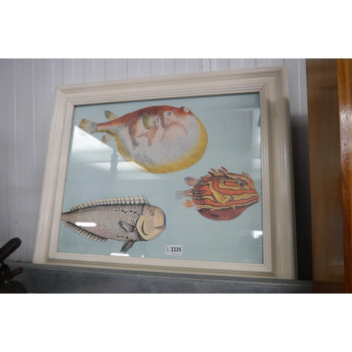 2235 - A coloured print depicting three fish, to include puffa, framed and glazed, 38cm x 48cm