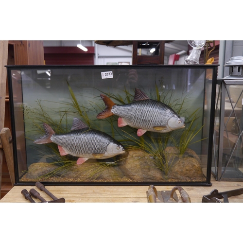 2072 - A cased taxidermy of two fish