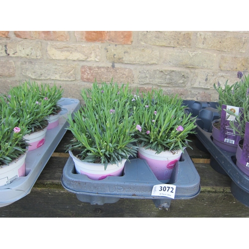 3072 - 5 Dianthus 