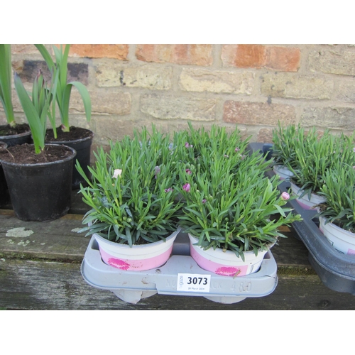 3073 - 5 Dianthus 