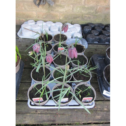 3084 - 14 Fritillaria Meleagris (Snake's Head)