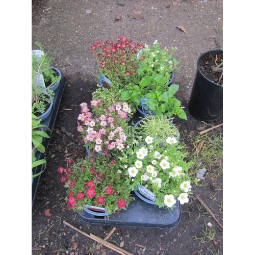 3097 - 8 mixed Alpines