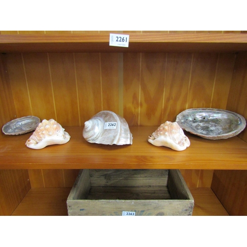 2262 - Five sea shells including conche and abalone