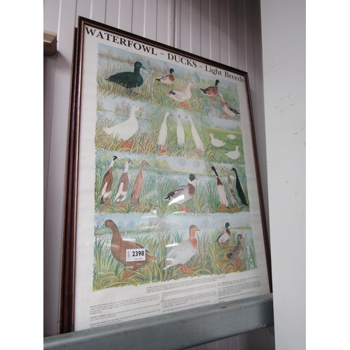 2398 - A pair of posters, waterfowl, duck, light and heavy weight breeds, framed and glazed, 63cm x 45cm