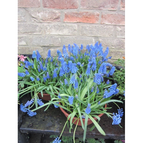 3062 - 3 Muscari bowls