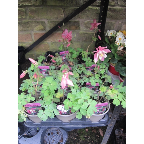 3064 - 10 Aquilegia 