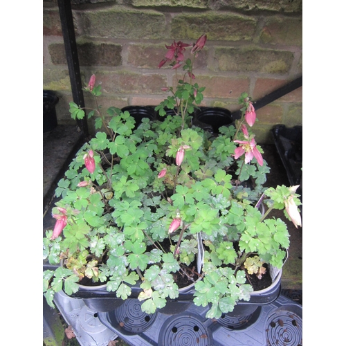 3065 - 10 Aquilegia 