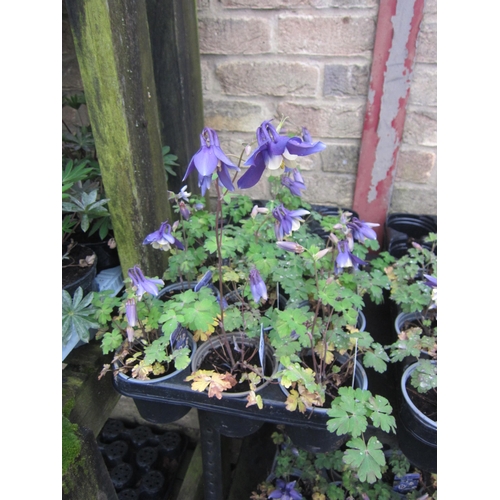 3067 - 10 Aquilegia 