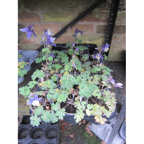 3068 - 10 Aquilegia 