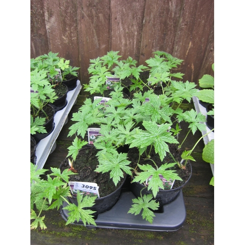 3095 - 8 Perennial Geranium 