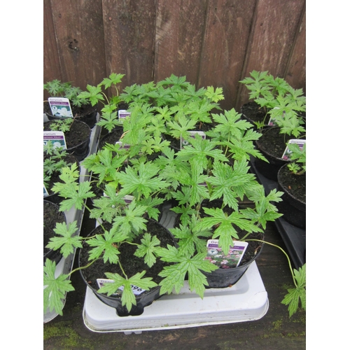 3096 - 8 Perennial Geranium 