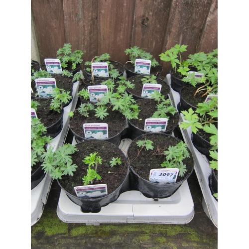 3097 - 8 Perennial Geranium 