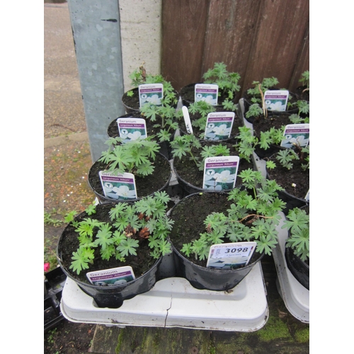 3098 - 8 Perennial Geranium 