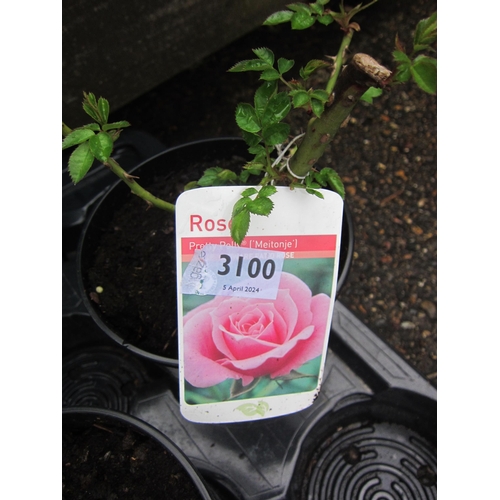 3100 - A dwarf patio Rose 