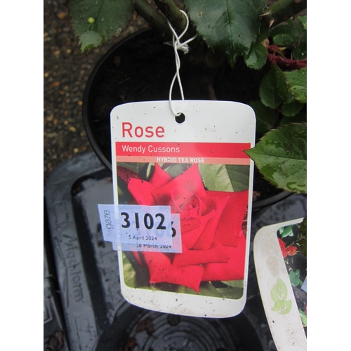 3102 - A hybrid tea Rose 