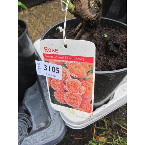 3105 - A miniature Rose 