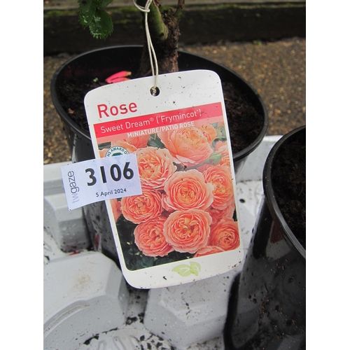 3106 - A miniature Rose 