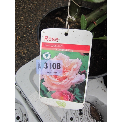 3108 - A climbing Rose 