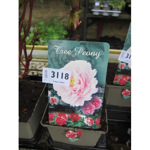 3118 - A pink Tree Peony