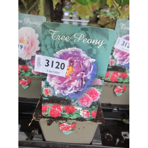 3120 - A purple Tree Peony