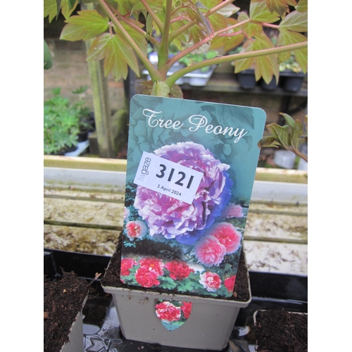 3121 - A purple Tree Peony