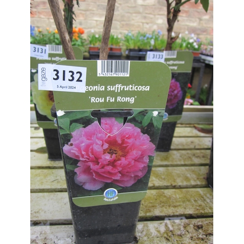 3132 - A Tree Peony 