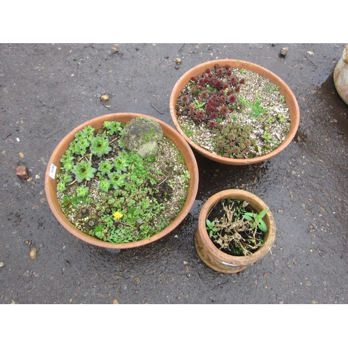 3540 - A pair of planted terracotta shallow pots and another