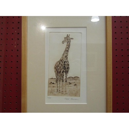 4081 - A Greta Hansen limited edition etching of young giraffe, pencil signed and numbered 2/50, framed and... 