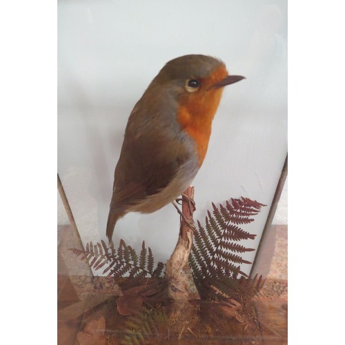 1027 - A cased taxidermy of a robin perched upon a branch, naturalistic setting, case 30cm high